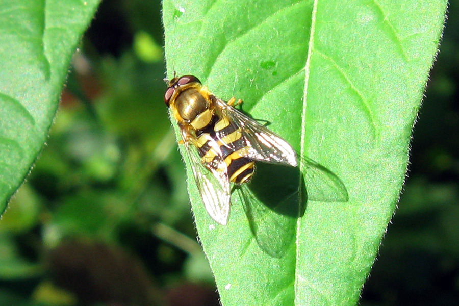 Syrphus sp. (Syrphidae)